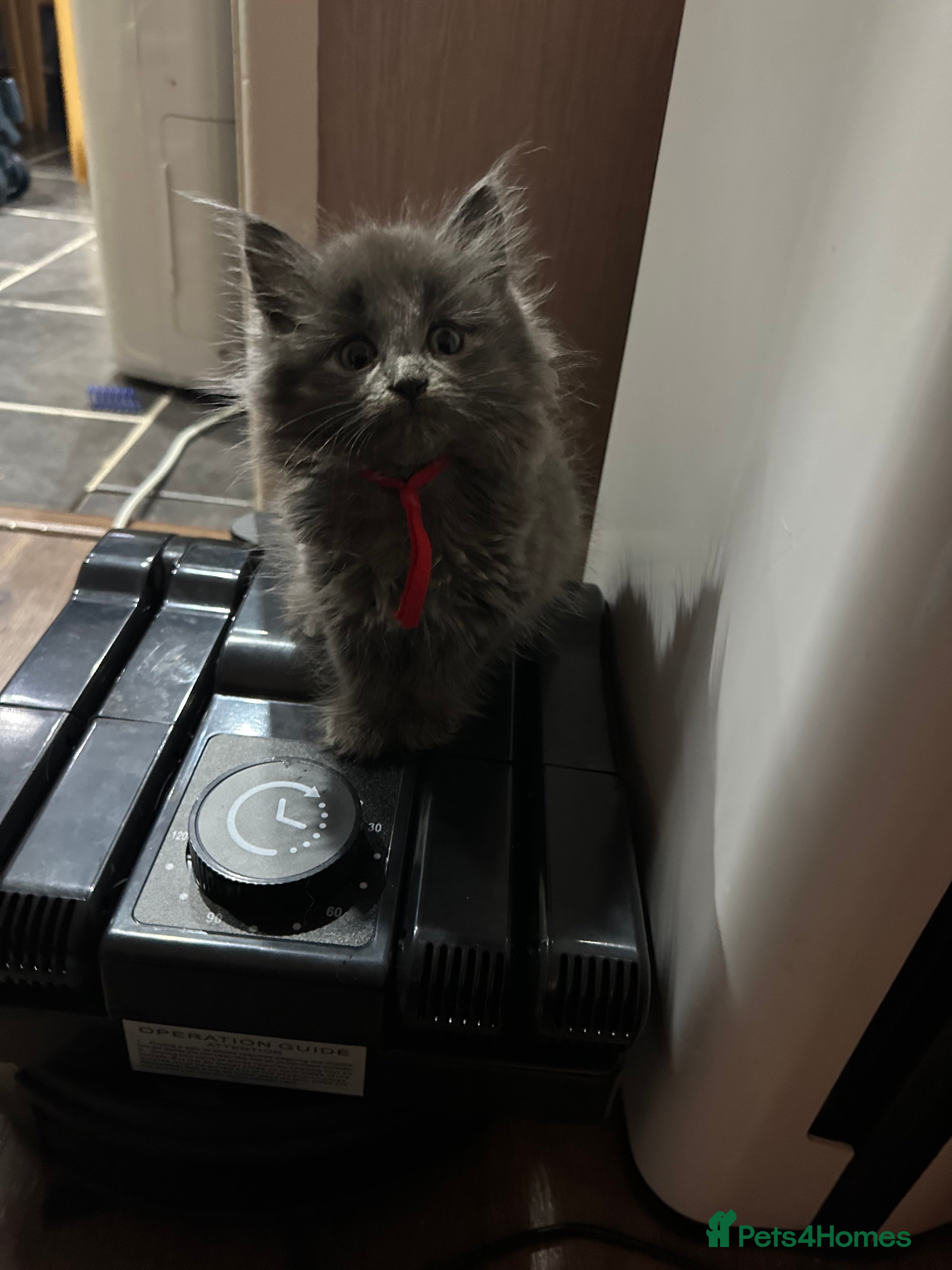 Maine Coon cats Mainecoons  - Advert 10