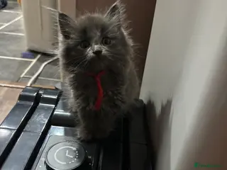 Maine Coon cats Mainecoons - Advert 10