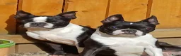 Boston Terrier dogs for sale: Available: healthy mother and daughter - Advert 2