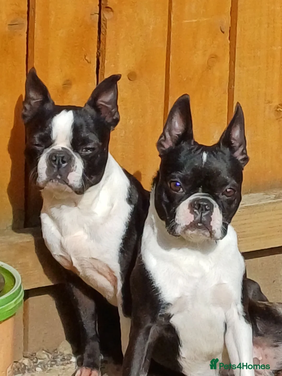 Boston Terrier dogs for sale: Available: healthy mother and daughter - Advert 2