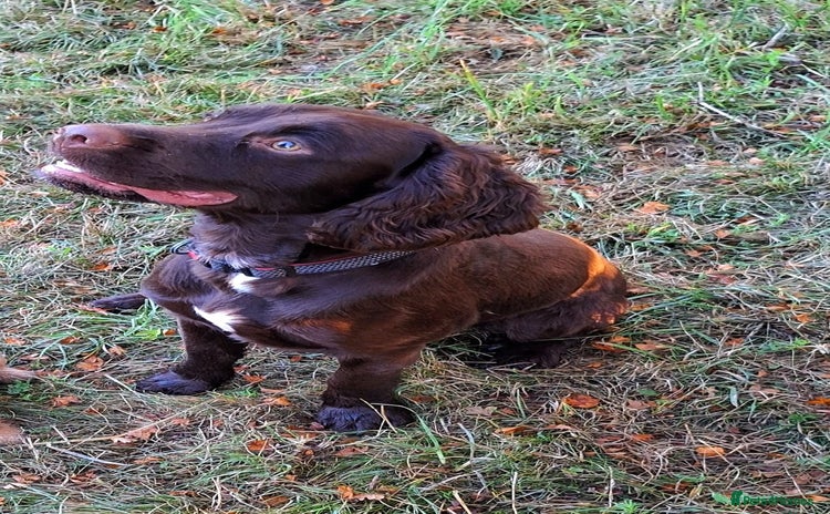 Sprocker dogs - Advert 1