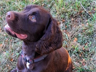 Sprocker dogs for sale - Advert 1