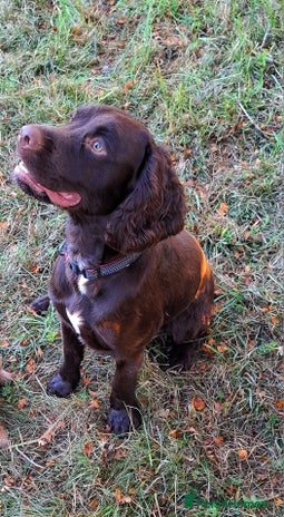 Sprocker dogs - Advert 1