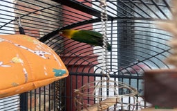 Lovebirds birds for sale: Love Birds Male & Female - Image 6