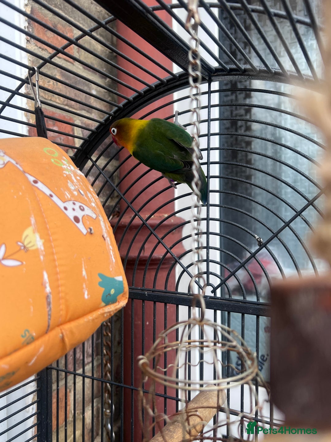 Lovebirds birds for sale: Love Birds Male & Female - Image 6