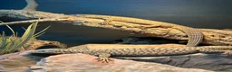 Monitor reptiles for sale: Baby Ackie Monitors in Epping - Advert 4