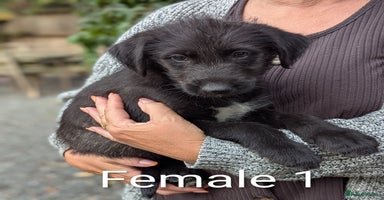 Irish Wolfhound dogs - Advert 2