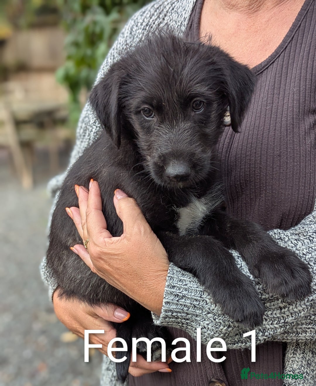 Irish Wolfhound dogs for sale: Wolfhound/Deerhound pups - Image 3