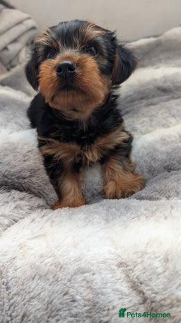 Yorkshire Terrier dogs - Advert 8