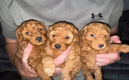 Miniature Poodle dogs for sale: ✨ Last boy available kc miniature poodle ✨ - Image 4