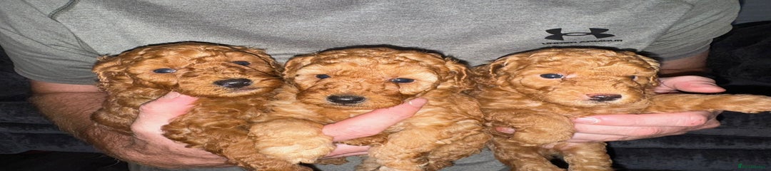 Miniature Poodle Puppy 3