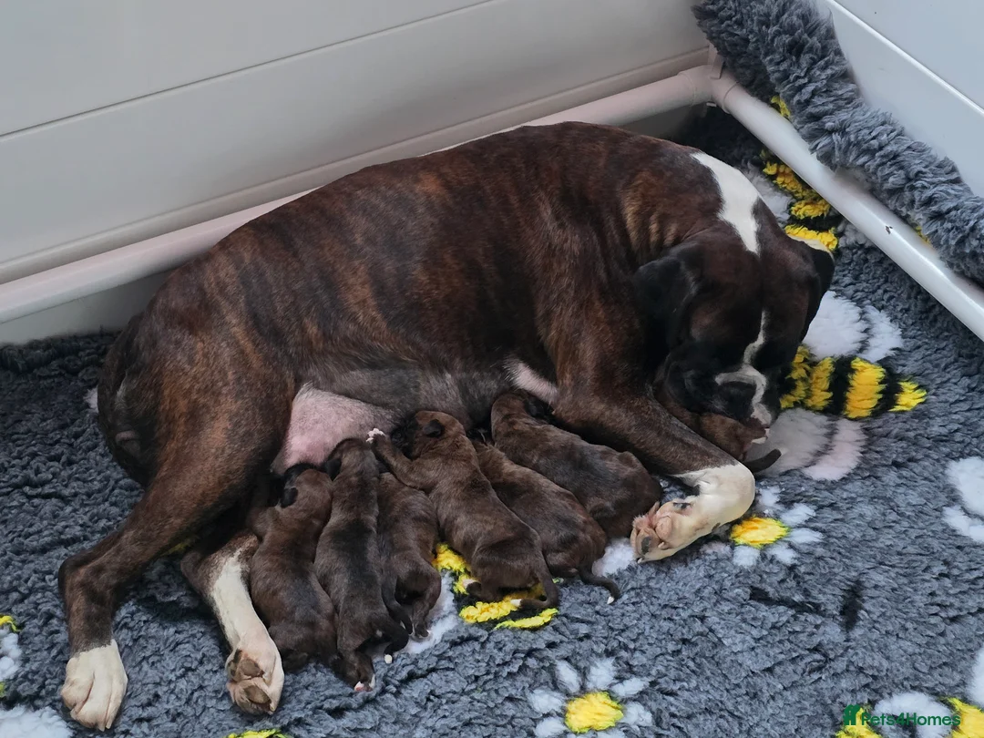 Boxer dogs for sale: 2 Stunning KC Brindle Boxer Bitches available.  - Advert 2
