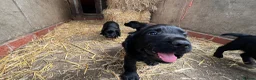 Cocker Spaniel dogs for sale: Working cocker spaniel  - Advert 16