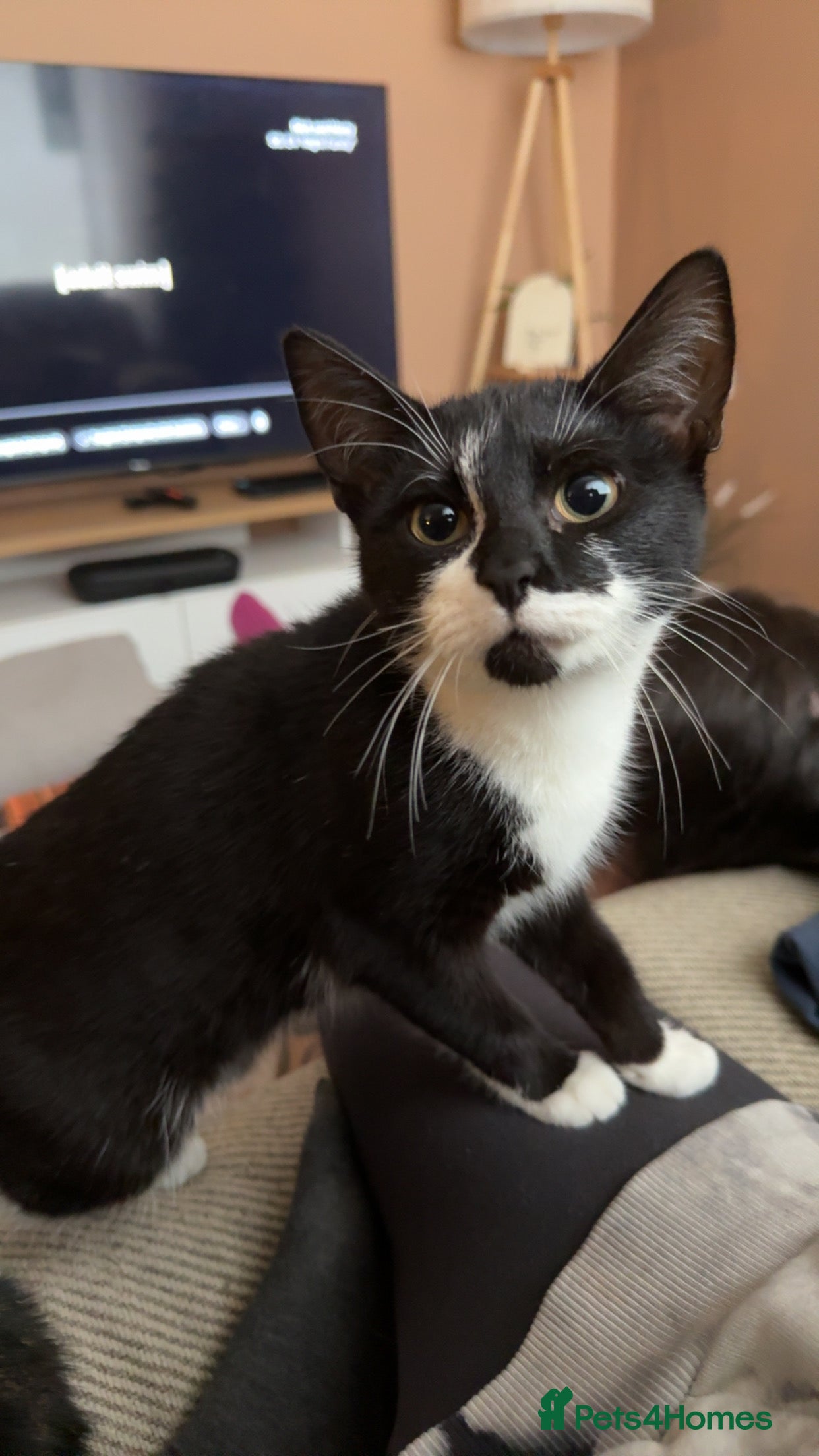 Mixed Breed cats Female kitten for sale - Advert 1