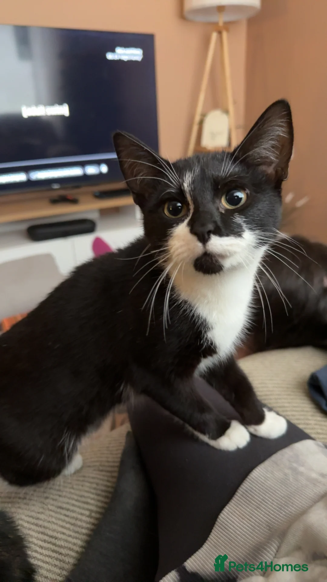 Mixed Breed cats for sale: Female kitten for sale - Advert 1