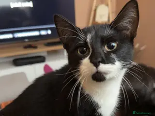 Mixed Breed cats Female kitten for sale - Advert 1