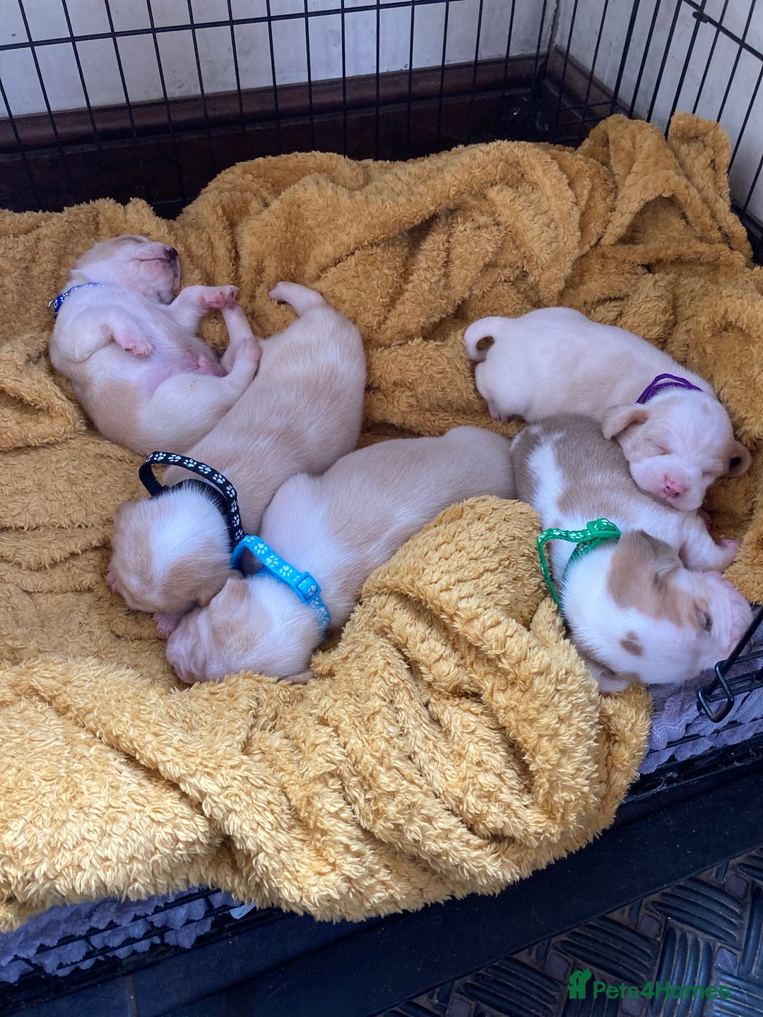 Beagle dogs for sale: Beautiful pedigree beagle pups - Image 5