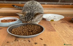 British Shorthair cats for sale: BSH Pedigree Chunky Kittens Chocolate/Gold striped - Image 10