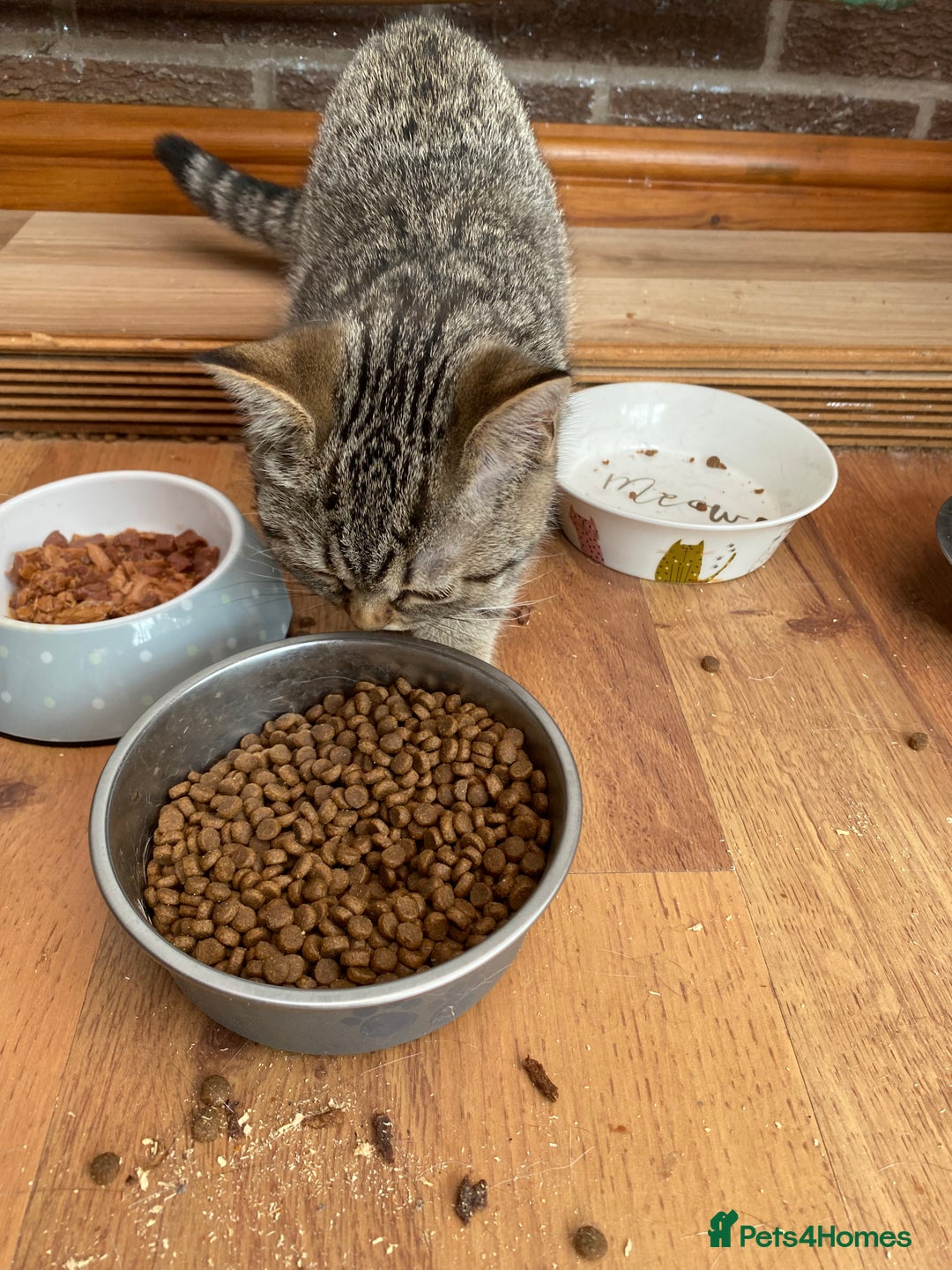 British Shorthair cats for sale: BSH Pedigree Chunky Kittens Chocolate/Gold striped - Image 10