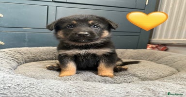 German Shepherd dogs - Advert 1