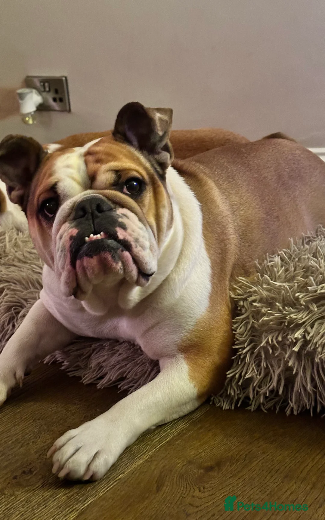 English Bulldog dogs for sale: Norma - Advert 8