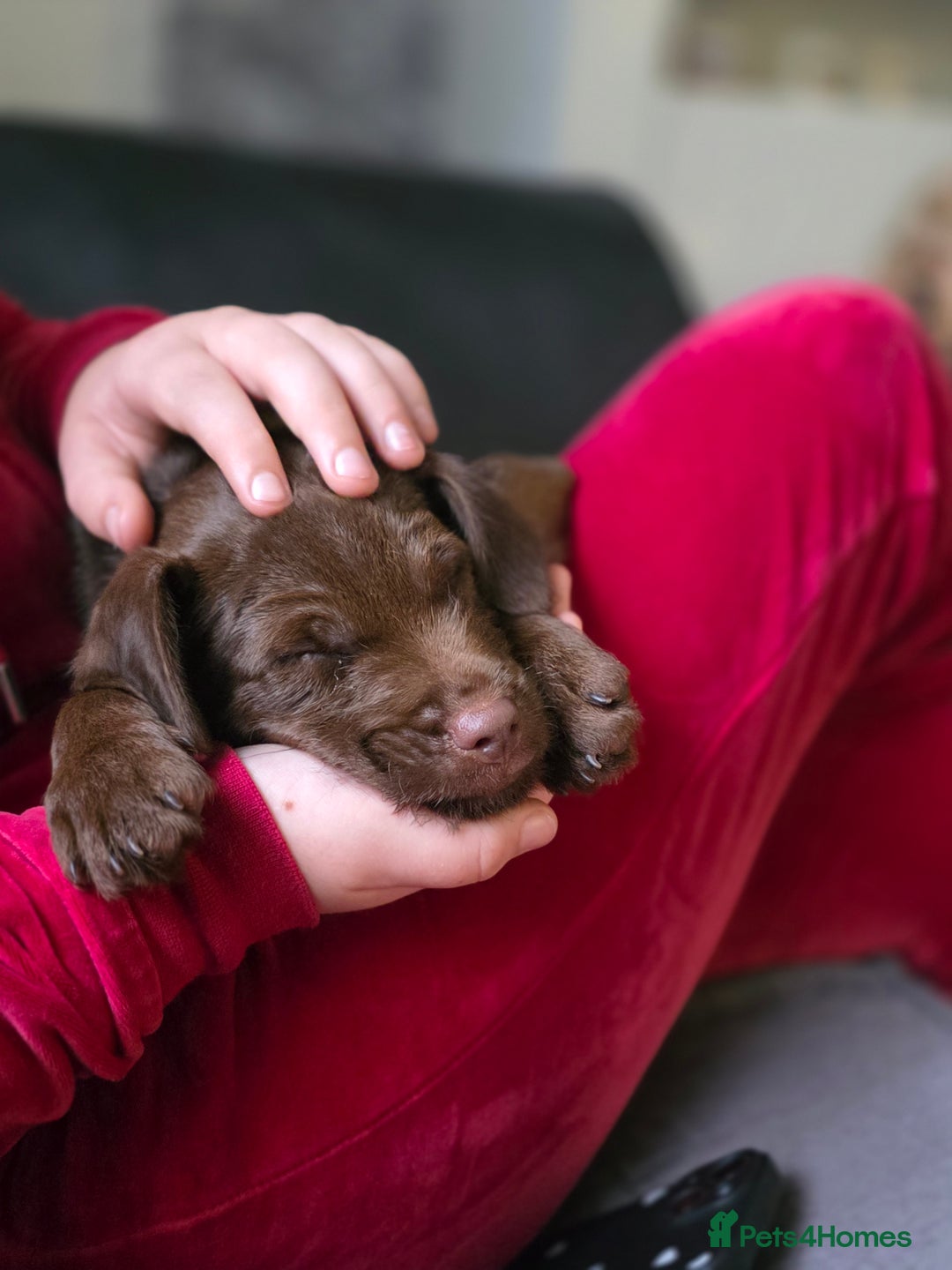 Patterdale Terrier dogs for sale: Patterdale male  - Advert 1