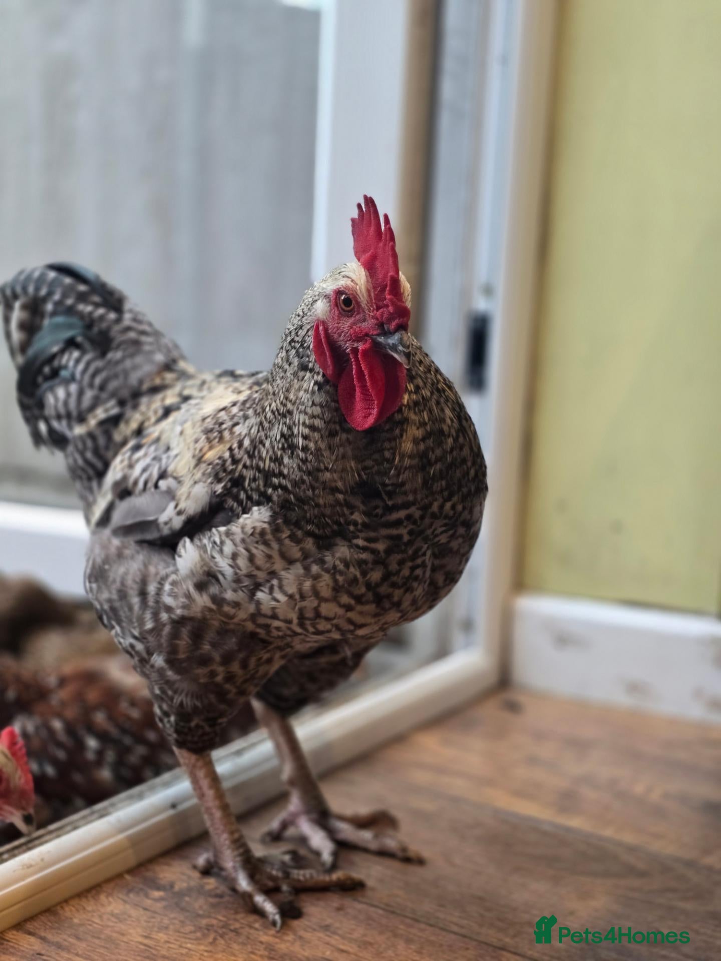 Chickens poultry Cockerel for Rehome - Advert 6