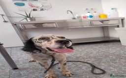 English Setter dogs for adoption: Ella  - Image 4
