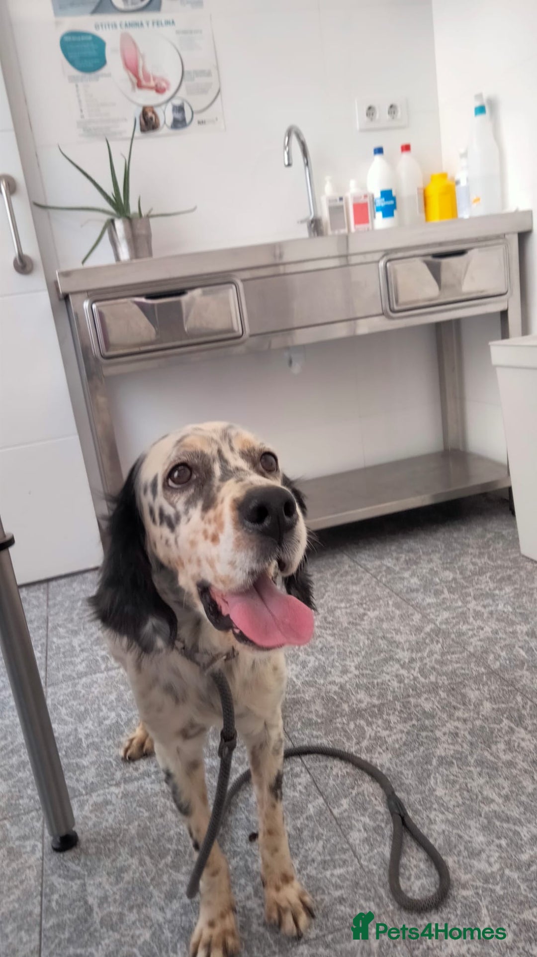 English Setter dogs for adoption: Ella  - Image 4