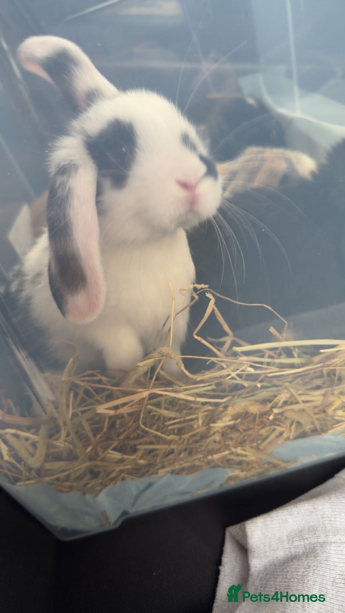 Mini Lop rabbits Last beautiful girl and boy mini lop buns - Advert 14
