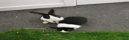 Dutch rabbits for sale: Black and white Dutch doe 9 weeks old in Burnley - Advert 8