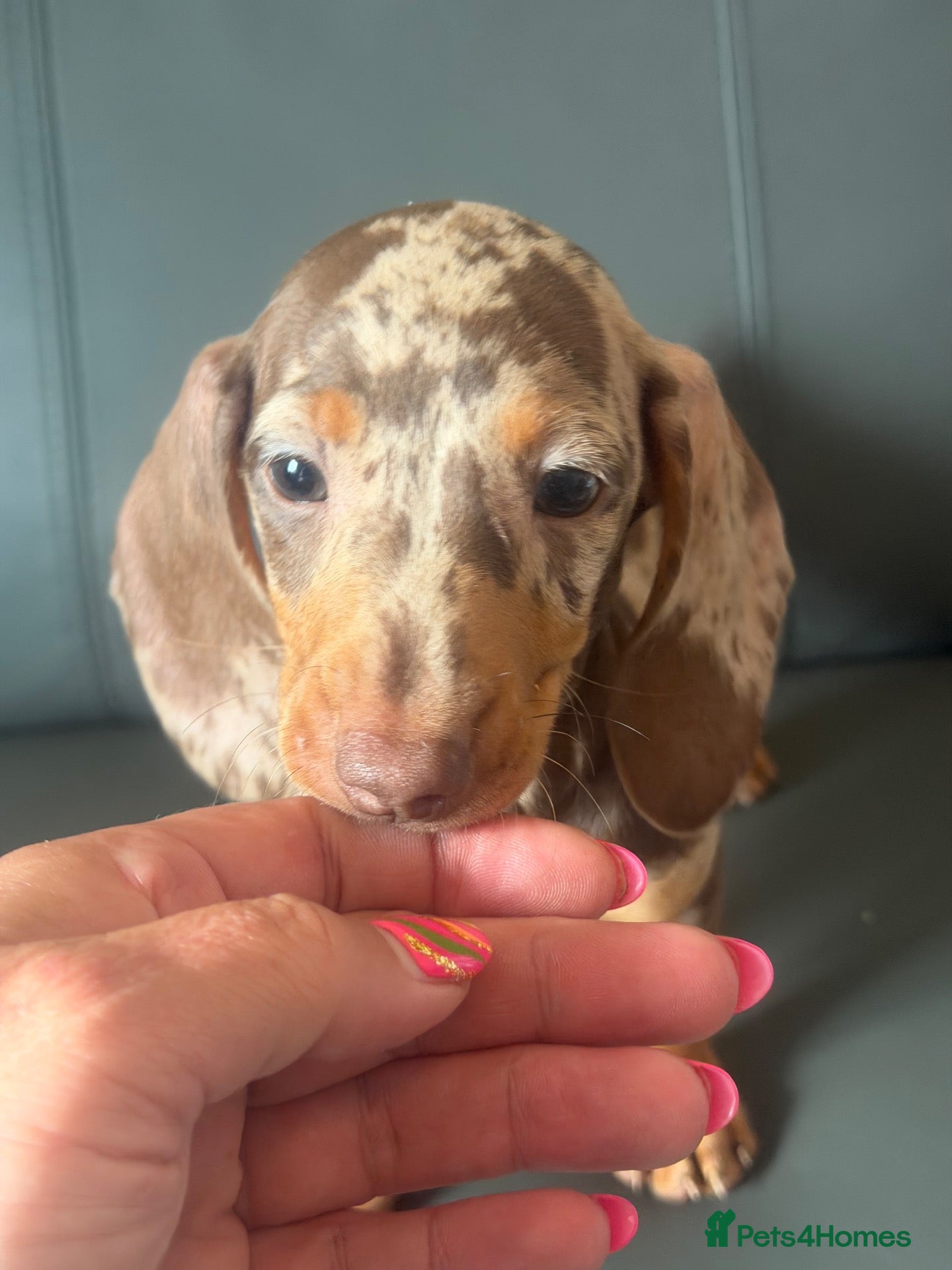 Miniature Dachshund dogs MINIATURE DACHSHUND PUPS - Advert 2