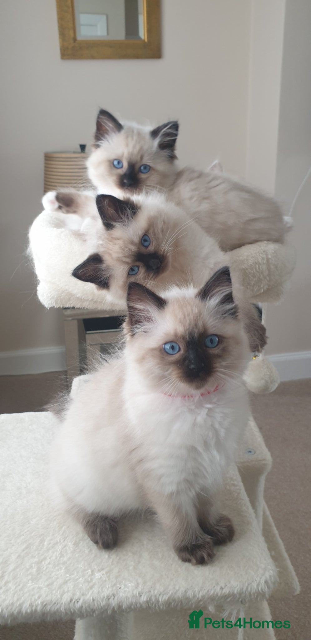 Ragdoll cats Gorgeous Ragdoll Girls 10 Weeks Old Ready to Leave - Advert 9