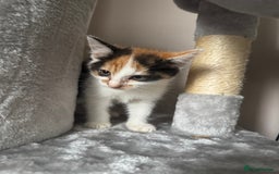 American Shorthair cats for sale: Miss diva - Image 4