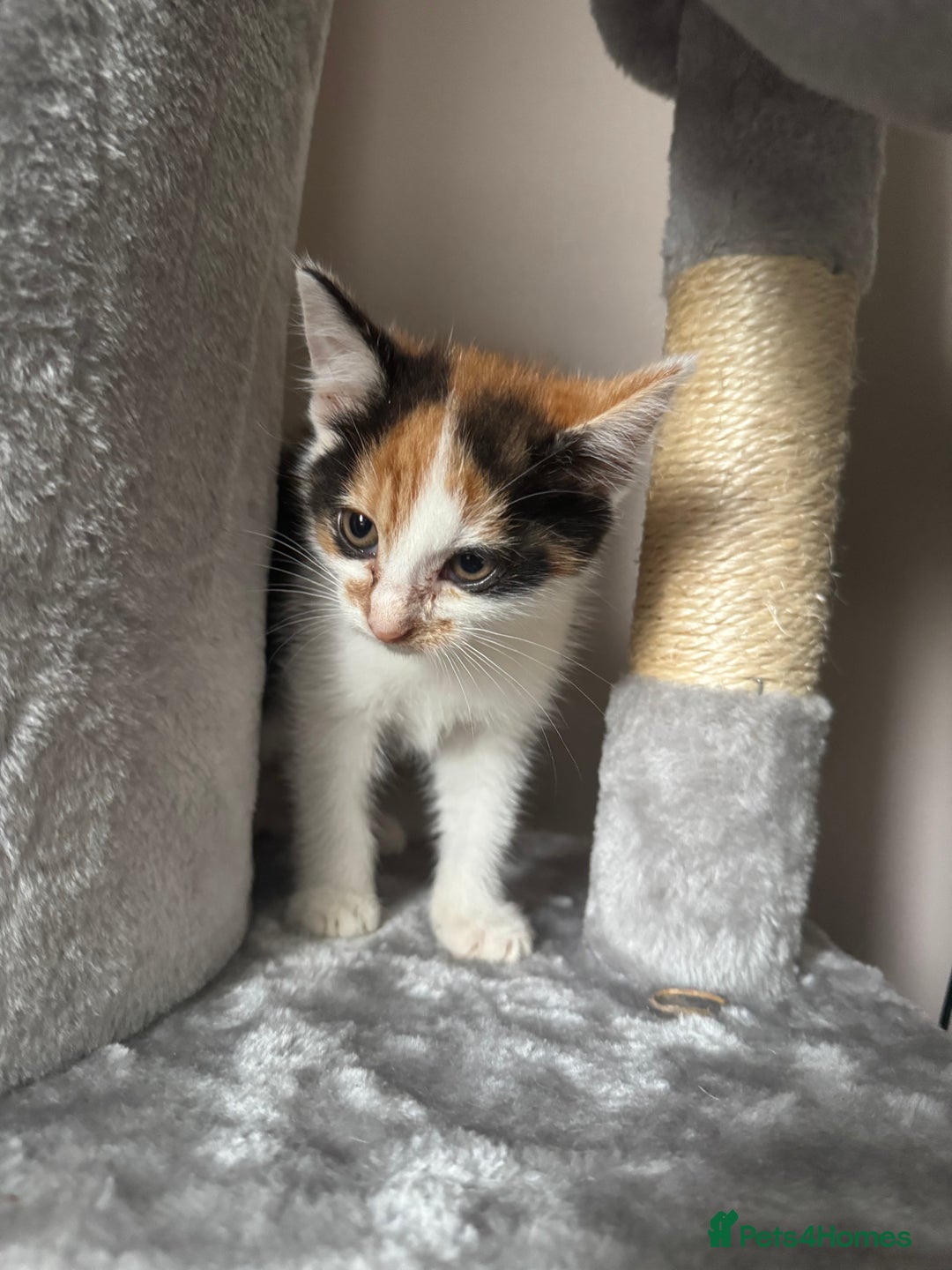 American Shorthair cats for sale: Miss diva - Image 4