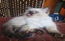 Ragdoll cats for sale: 1 Ragdoll girl left looking for a loving home  - Image 21