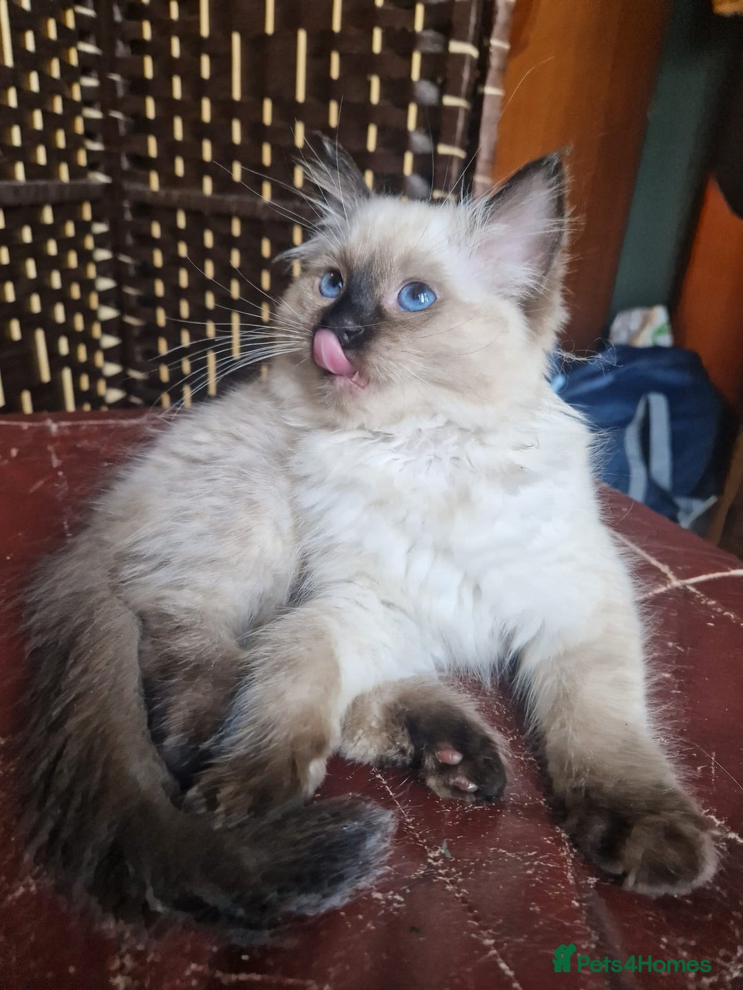 Ragdoll cats for sale: 1 Ragdoll girl left looking for a loving home  - Image 21