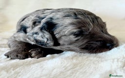 Cockapoo dogs for sale: F1b Miniature Cockapoo Pups Fully Health Tested - Advert 24