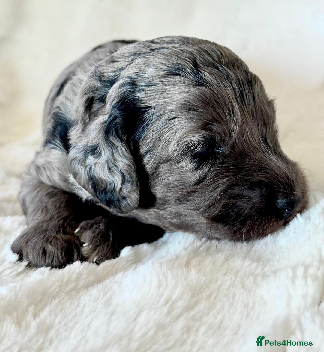 Cockapoo dogs for sale: F1b Miniature Cockapoo Pups Fully Health Tested - Advert 24