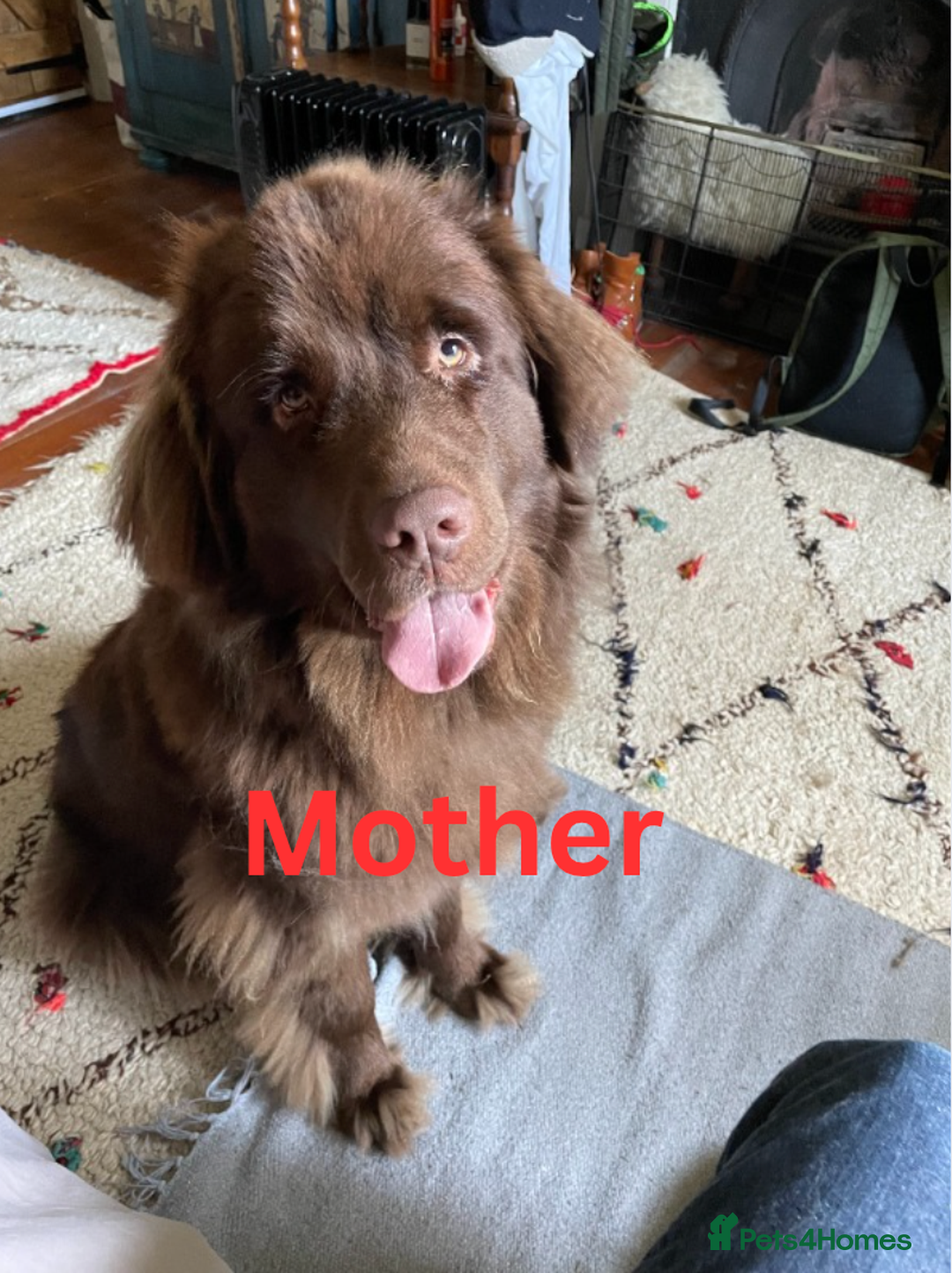 Newfoundland dogs for sale: 🐾 Beautiful Chocolate Newfoundland Puppy (LAST 1) - Image 15