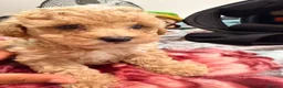 Maltipoo dogs for sale: Tiny Asian maltipoo - Advert 7