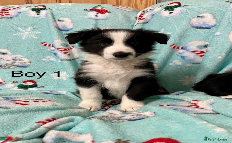 Border Collie dogs - Advert 14