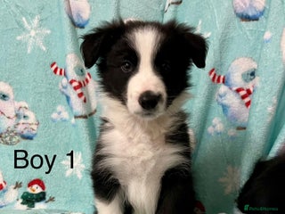 Border Collie dogs - Advert 14