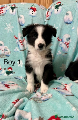 Border Collie dogs - Advert 1