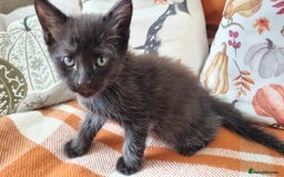 Mixed Breed cats for sale: Gorgeous Large Maine Coon Cross Kittens - Image 11