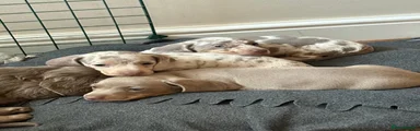 Miniature Dachshund 2