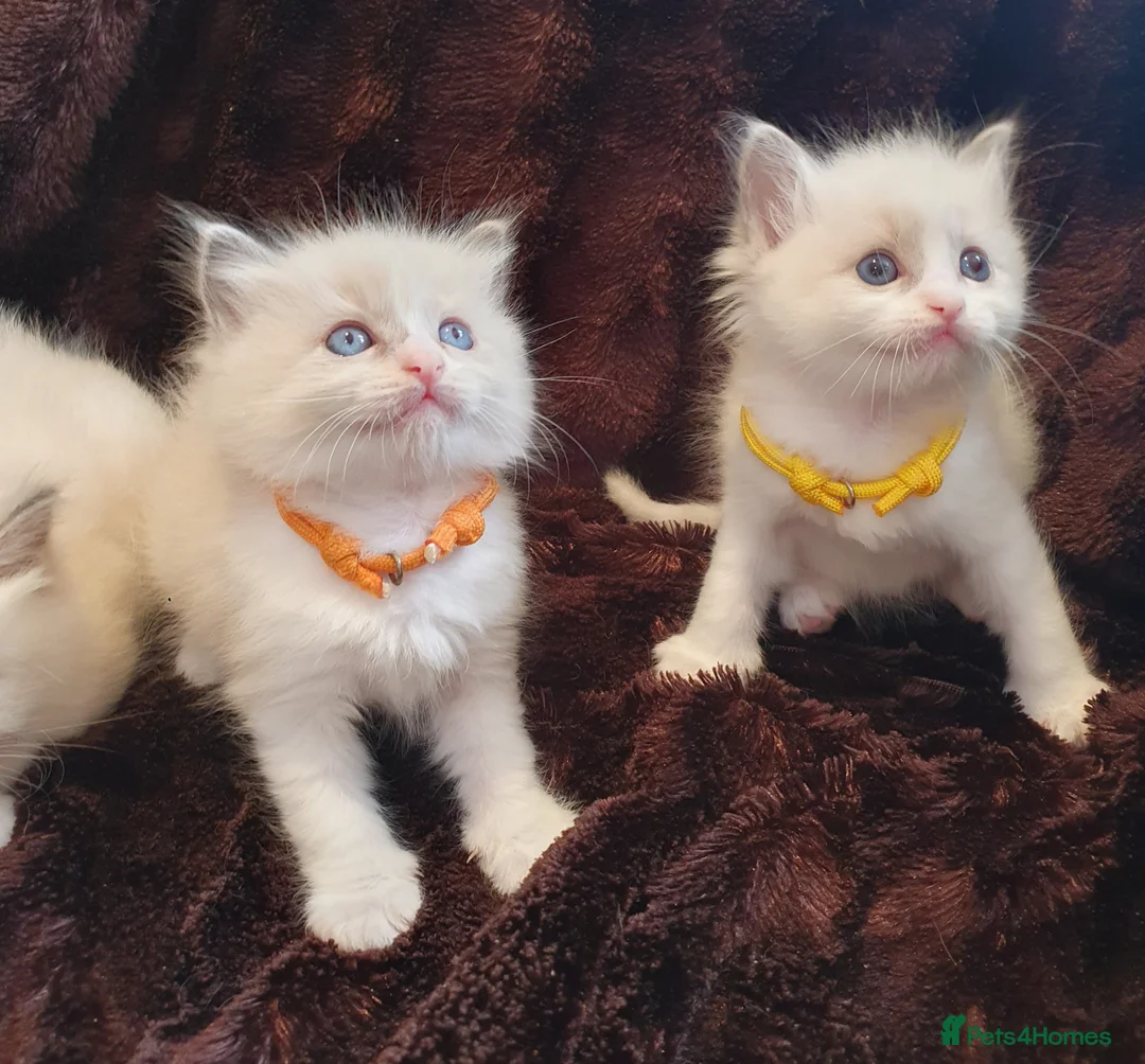 Ragdoll cats for sale: EXTENSIVELY HEALTH TESTED GCCF RAGDOLL KITTENS - Advert 2