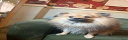 Pomeranian dogs for sale: 1 year old Pomeranian for sale read description  - Advert 5