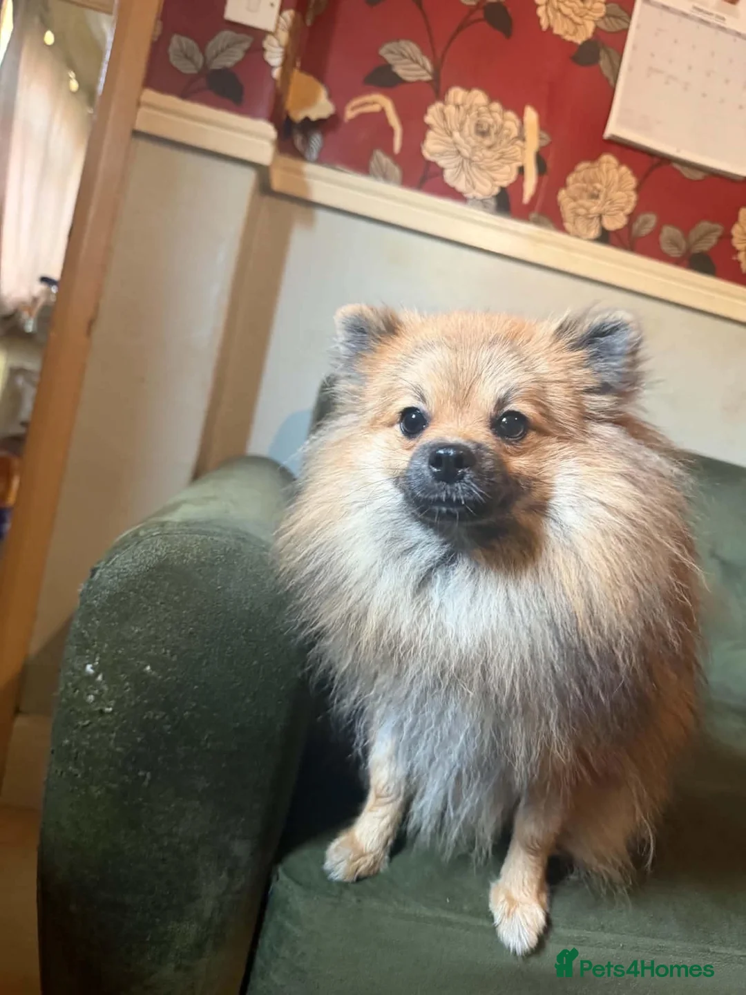 Pomeranian dogs for sale: 1 year old Pomeranian for sale read description  - Advert 5