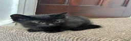 Mixed Breed cats for sale: Black half Ragdoll kittens for sale - Advert 7